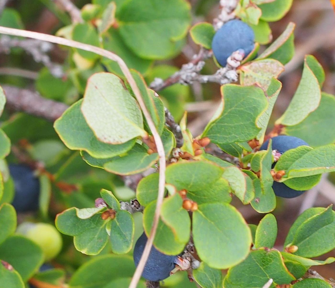 Bilberry, Bog fruit